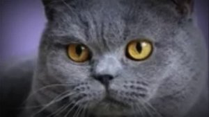 Кошка во время течки / Сколько длится течка у кошек?