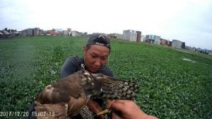 Охота с  ястребом  на ястреба