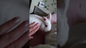 кролик породы гермелин