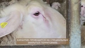 Бараны Мериноланд! Где купить овец в России! Разведение овец как бизнес! Овцеводство