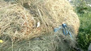 Покос, уборка сена с поля