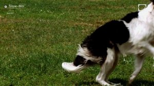 Как собака ловит предметы  в сверхмедленной съемке