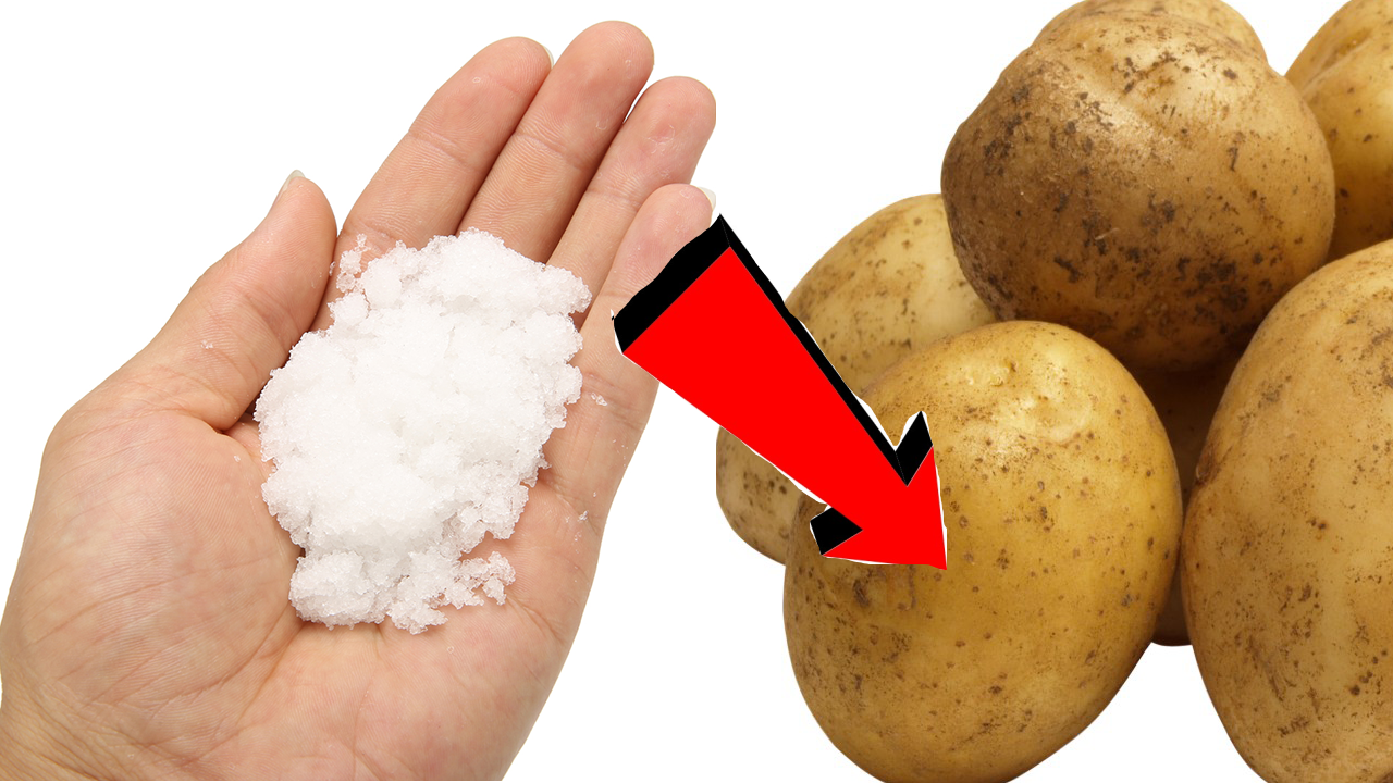 Можно ли сыпать картошку
