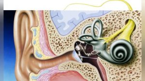 Шум в ушах! Какие  причины   шума   в ушах  .      Что делать?
