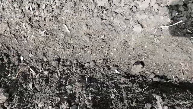 Сев подсолнечника после дискования
