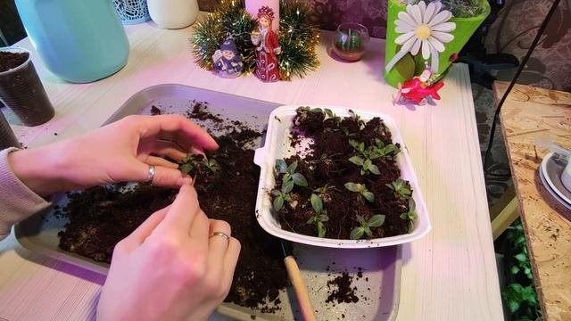 ЭУСТОМА.МОИ ЗАМЕТКИ.ПИКИРОВКА ЭУСТОМЫ.2022