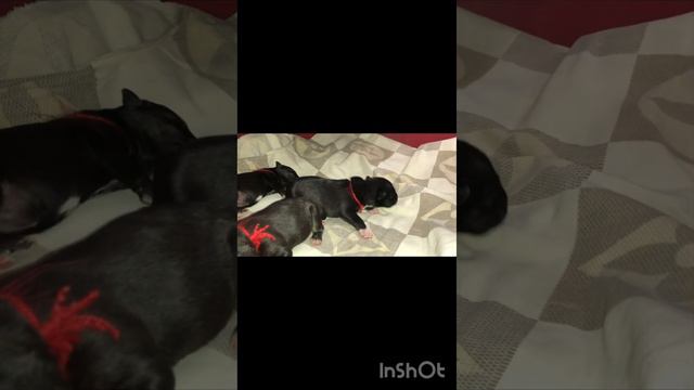 BLACK BULLTERRIER