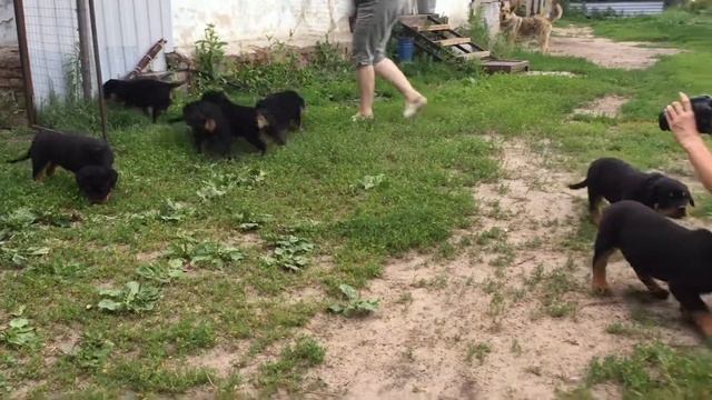 Щенки Kan Von Hause Simba х Самба из Дома Торра смотреть онлайн