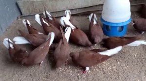 Голуби  красные Самара. Для Андрюх. Володя