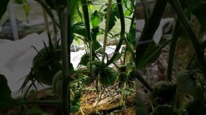 Обзор томата Капитан Лаки (счастливый капитан) 01.08.2020