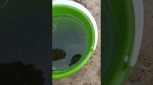 Пруд в деревне, запускаю вьюна, вьюн санитар пруда, имеет место быть в Вашем пруду