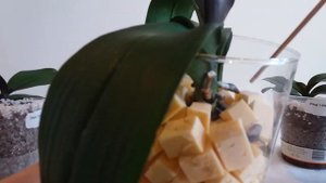Как я реанимирую орхидею "Жар-Птица". Результаты первого месяца. Куплена в Окленде по интернету.