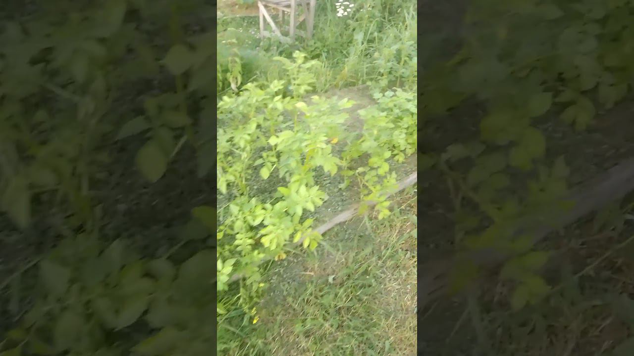 картофельная грядка замульчтрована #природноеземледелие #мульча #огород #дача #деревенскаяжизнь
