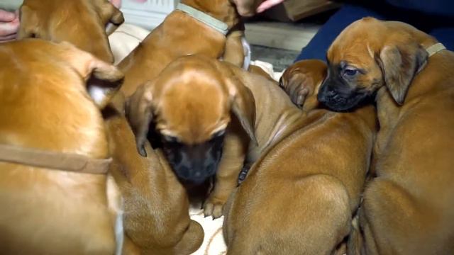 Щенки помета "Ф" от 06.01.2018 [Родезийский риджбек] - 1 месяц смотреть онлайн