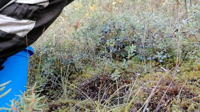 сбор брусники и голубики смотреть онлайн