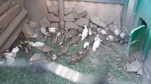 Цесарки//объединил всех цесарят на улице