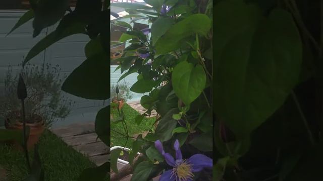 The best Clematis. смотреть онлайн