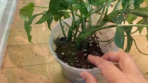 How to pot up Monstera minima or Raphidophora tetrasperma??