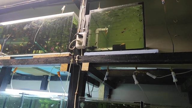 Урожай Золотистых сомиков. Работа и наблюдение. смотреть онлайн