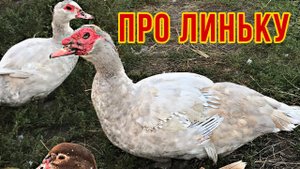 СКОЛЬКО ВРЕМЕНИ ДЛИТСЯ ЛИНЬКА ИНДОУТОК ИЛИ МУСКУСНЫХ УТОК ? КОГДА МЕНЯЮТ ПЕРО УТКИ ?