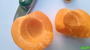 Абрикос Адриана, сигналки на молодом деревце, Астрахань 2022г.