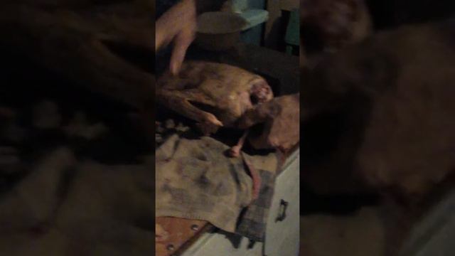 Быстрая разделка Гуся смотреть онлайн