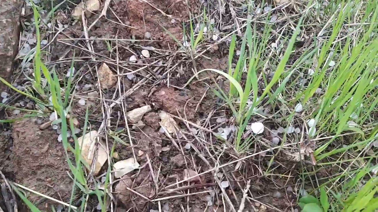 Град Ильимские Луга Глав Кино 15.04.2024 год. смотреть онлайн