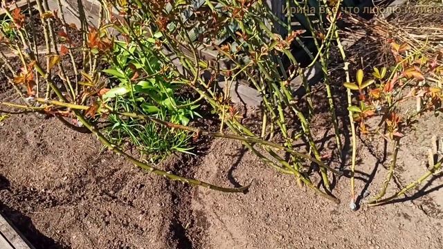 РОЗЫ.? Первые подкормки на северо-западе Ленинградской области. Использую новое удобрение. смотреть онлайн