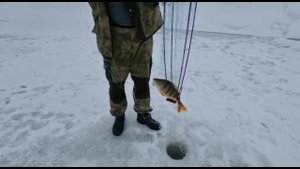 Рыбалка на хапуги с Кумом