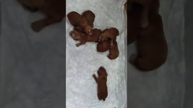 Новорожденные щенки плачут и зовут маму.