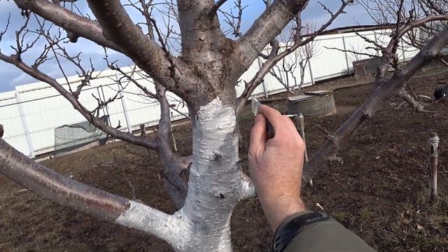 Какие работы в саду необходимы в марте? смотреть онлайн