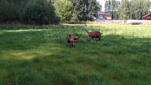 Швейцарские альпийские козы смотреть онлайн