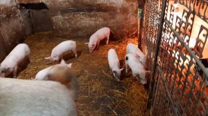 Продам поросят// дела хозяйские