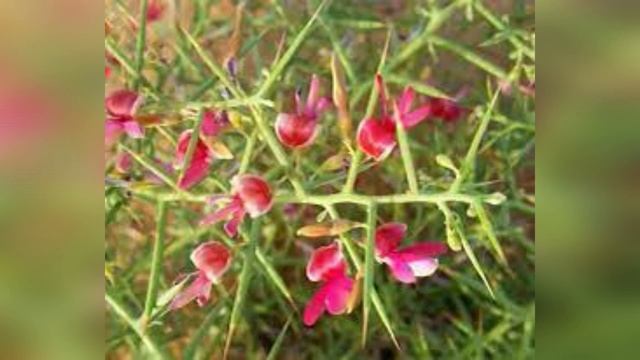 Янтак Чай Зачем я его пью О пользе верблюжьей колючки смотреть онлайн