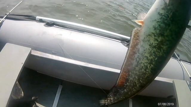 Ловля СОМА на червя в соминой яме на р.Волга в Астрахани. смотреть онлайн