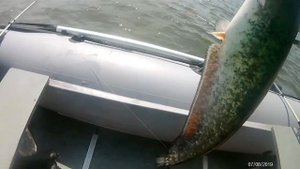 Ловля СОМА на червя в соминой яме на р.Волга в Астрахани.