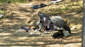 Стая бродячих собак держит в страхе район около посёлка Сорокино (16.05.24г., Бийское телевидение)