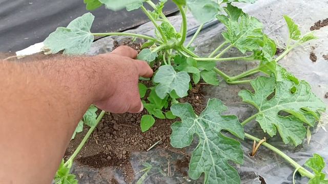 арбуз спустя 21 день после высадки смотреть онлайн