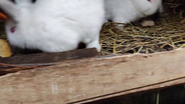 малыши едят морковку смотреть онлайн