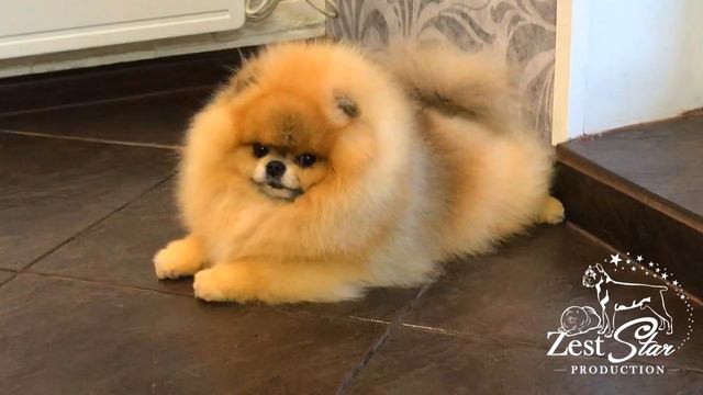 Wow! 😱 Amazing Pomeranian male - ⭐️TUZ⭐️ ! exclusive! 😍 Teddy Bear! Уникальный Померанский ШПИЦ!😍