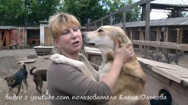 За тех кого приручили: Центр реабилитации собак Островок Надежды смотреть онлайн