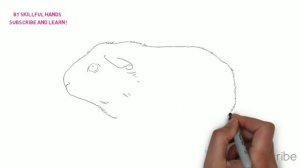 How to Draw a Guinea pig / Как нарисовать морскую свинку