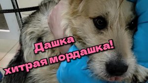 Дашка - хитрая мордашка! Сохранить щенков любым способом!