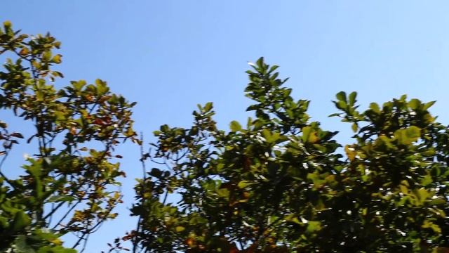 27 сентября 2022 г. Лесная прогулка Хребет Змейка Приморье Д.В. Canon 80 D Затерянный Рай смотреть онлайн