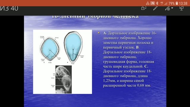 Общая эмбриология  Эмбриогенез человека