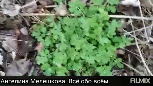 ЧИСТОТЕЛ. От РАКА, МИОМЫ, БОРОДАВОК И СКЛЕРОЗА? #фитоаптека #деревня