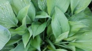#hosta #хостысназваниями / Хосты( лат. hosta) в бордюре вдоль садовой дорожки. Весна. Семь сортов