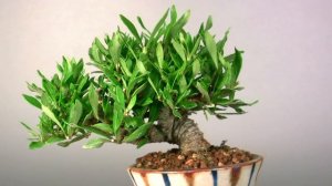 クチナシ盆栽-N1（くちなし・梔子盆栽）Gardenia jasminoides bonsai