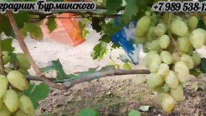 НОВИНКА!!! ГФ. Винограда БЕЛАЯ МЕДВЕДИЦА (Калугин В.М.).