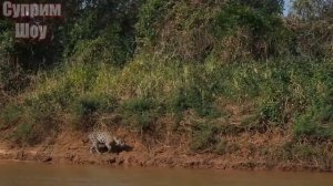 ЛЕОПАРД В ДЕЛЕ! Леопард против льва собак крокодила и обезьян